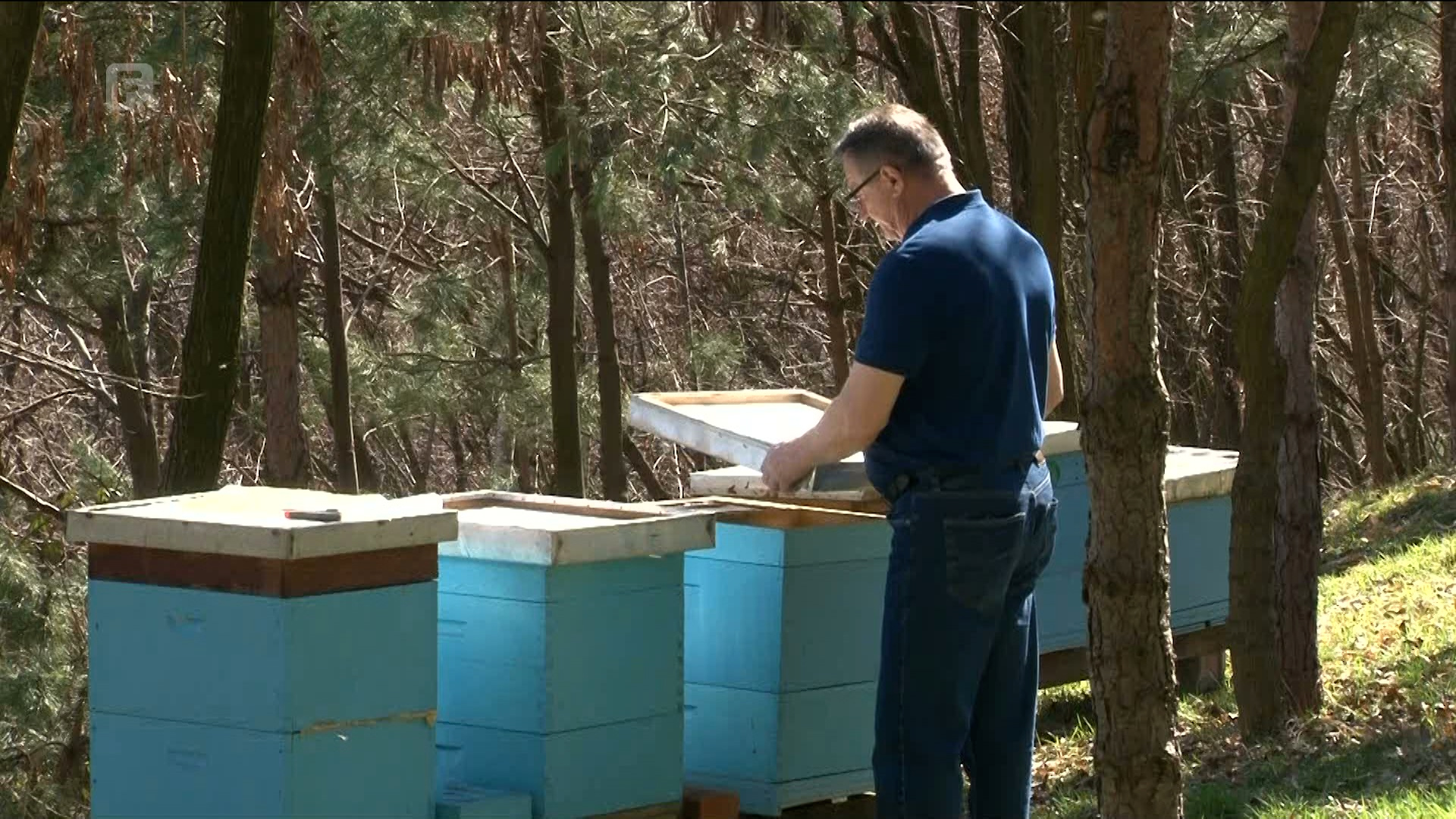 Pčelarstvo kao jedan od najskupljih hobija